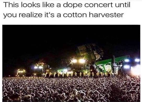 Cotton