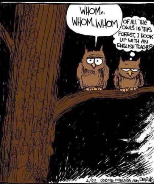 Owls