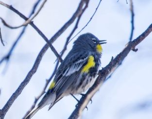 YellowRumpedWarbler