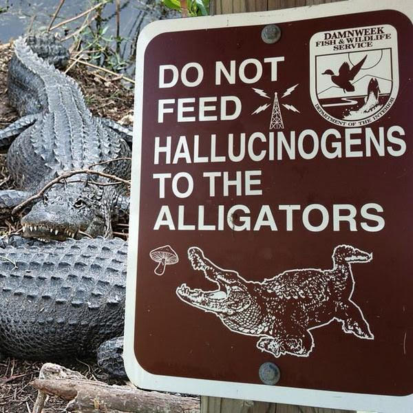 Gators