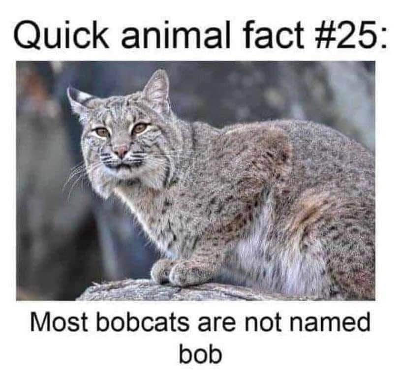 Bobcats
