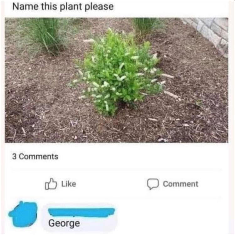 Plant