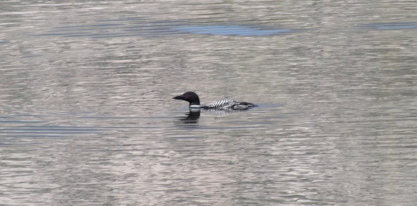 Loon