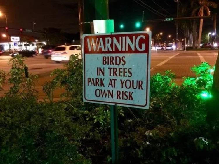 Birds